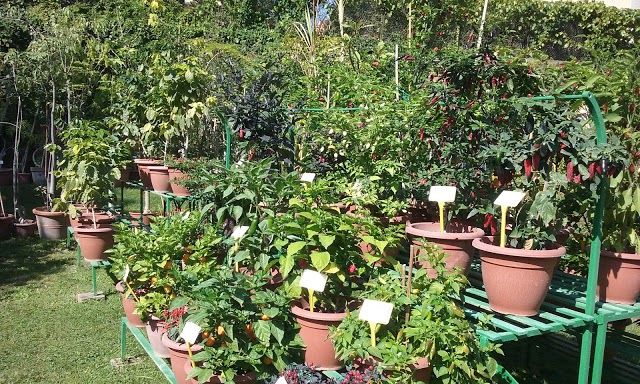 Botanical Garden and Herbarium